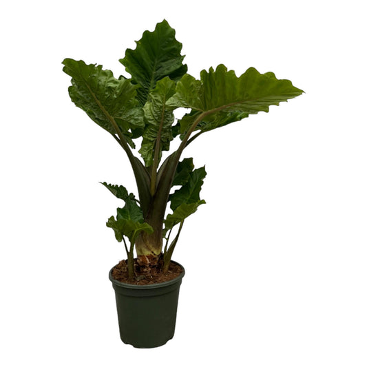 Alocasia Low Raider | ↕75 cm - Ø26cm