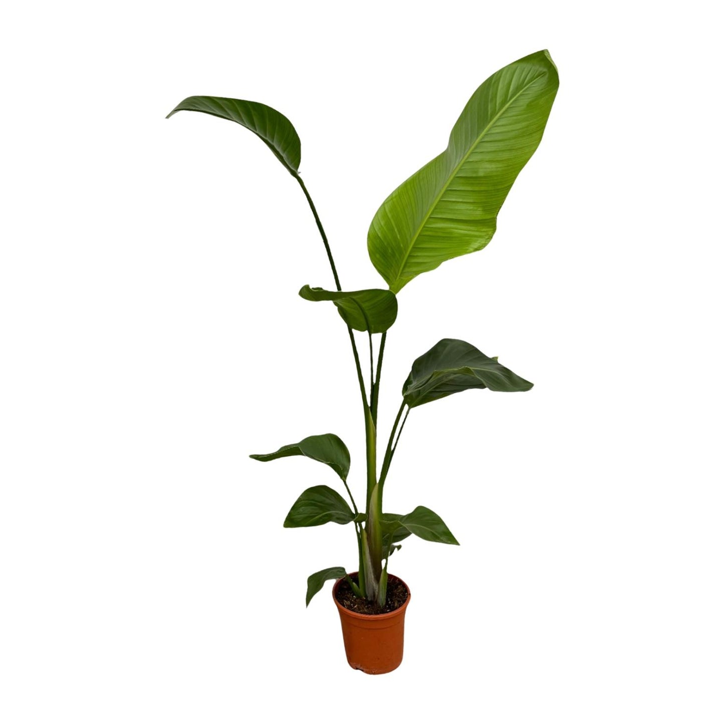 2x Strelitzia Nicolai | ↕100 cm - Ø17cm