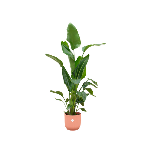 Strelitzia Nicolai + Elho Vibes Fold Round roze | Ø30 - ↕160 cm