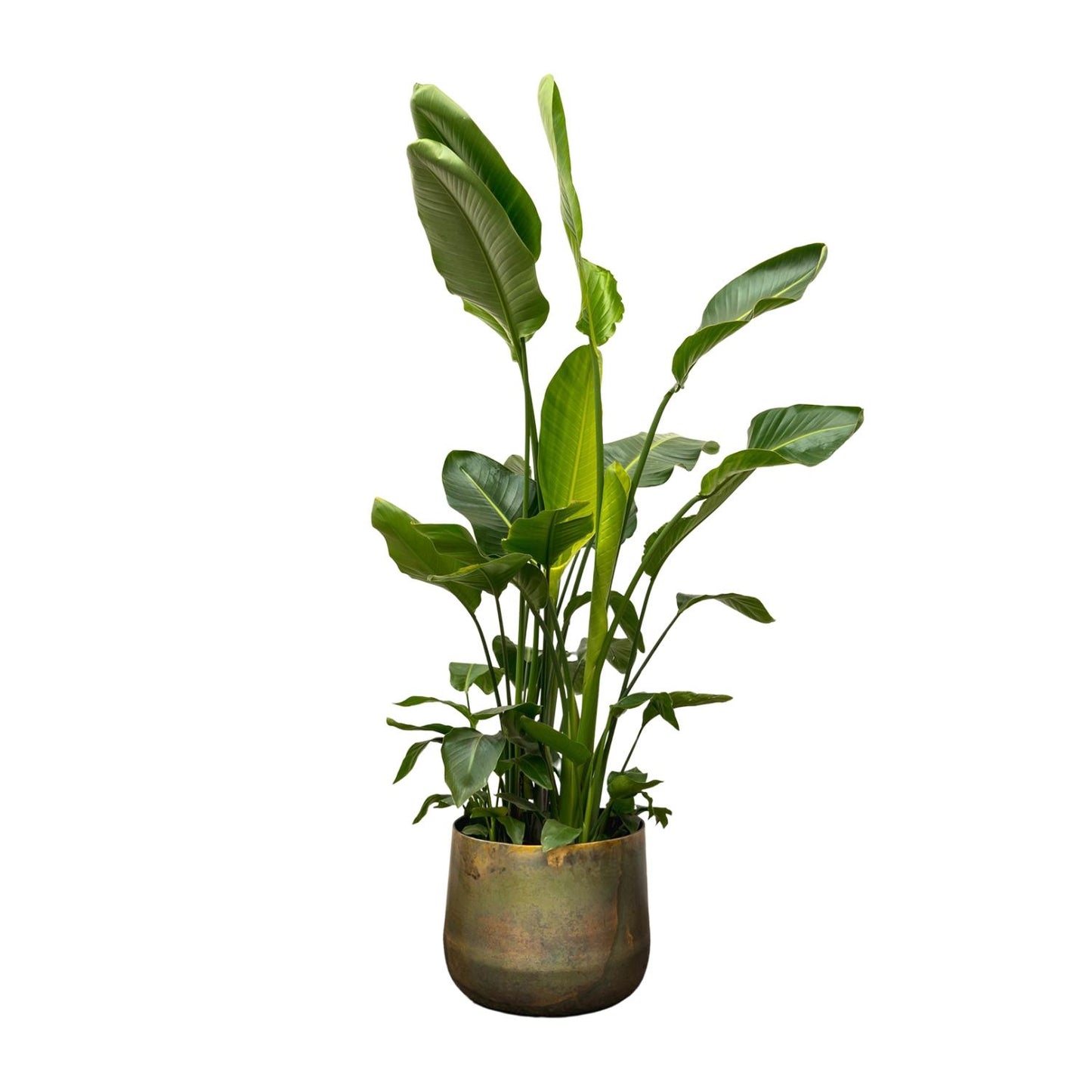 Strelitzia Nicolai deluxe XXL | ↕250cm - Ø40cm