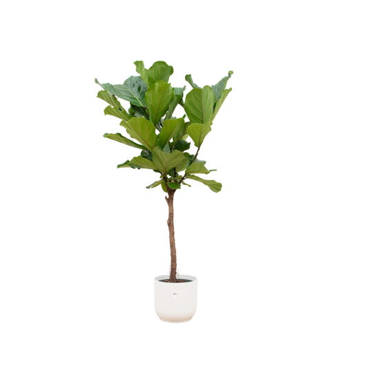 Ficus Lyrata stam + Elho Vibes Fold Round wit | Ø30 - ↕150 cm