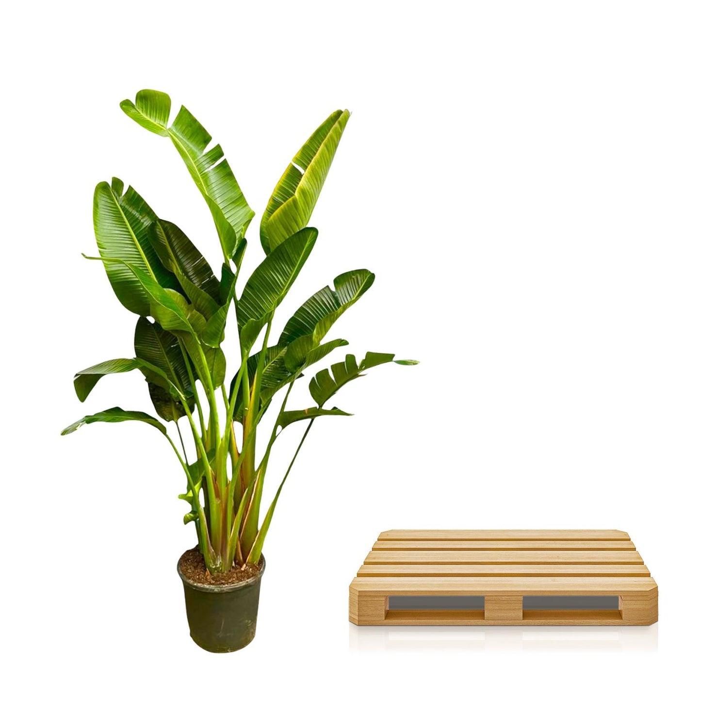 Strelitzia Augusta multi stam XXL | ↕250 cm - Ø30-40cm