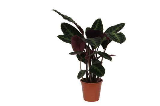 Calathea Warscewiczii | ↕100 cm - Ø21cm