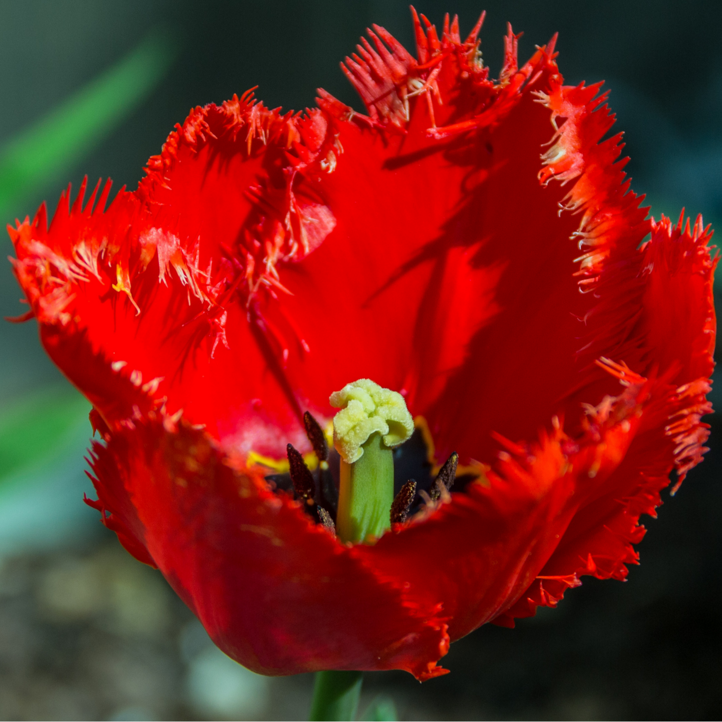 20x Tulpenbollen Masterpeace – Rode Tulp met Kartelrand
