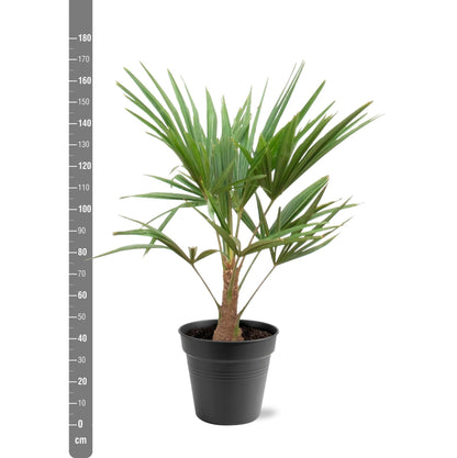 Trachycarpus Fortunei | ↕90-100cm - Ø21cm