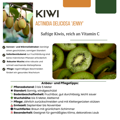 6 x Biologische kiwiplanten - Ø 13 cm - ↨ 20 cm
