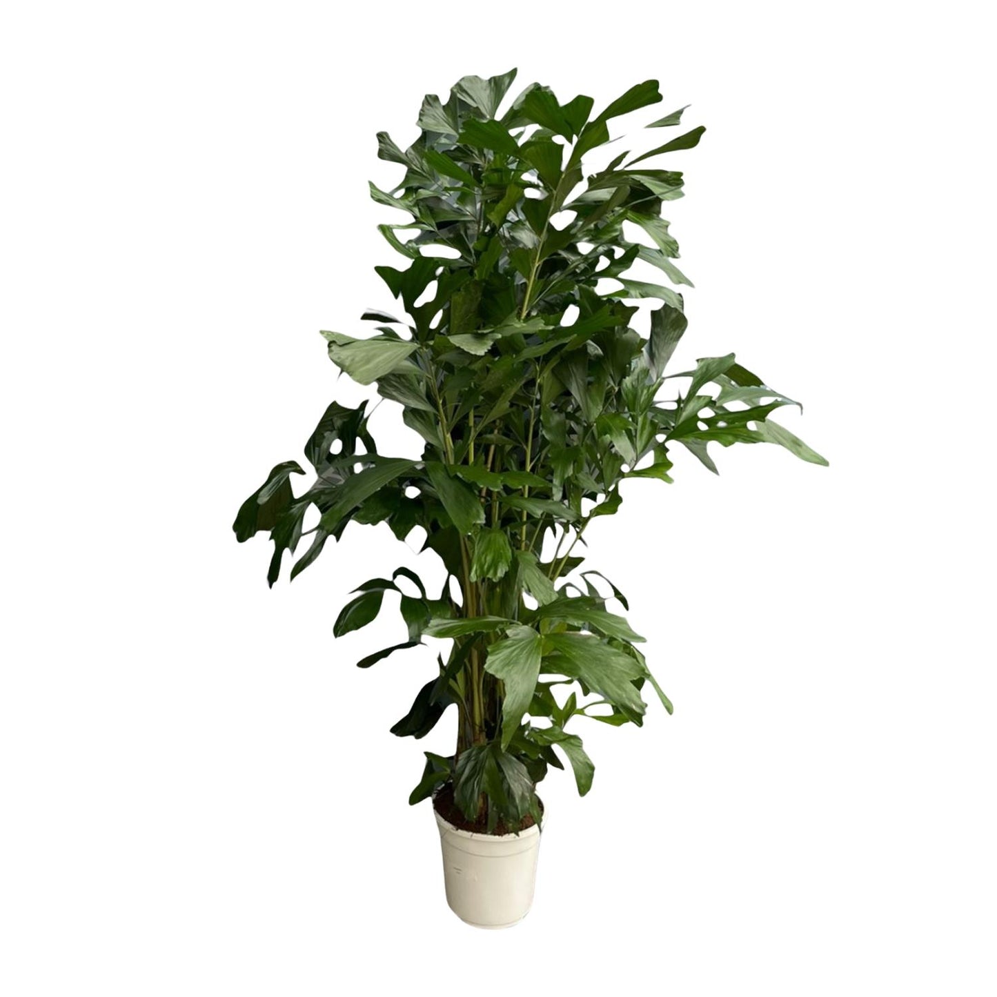 Caryota Mitis | ↕180 cm - Ø27cm