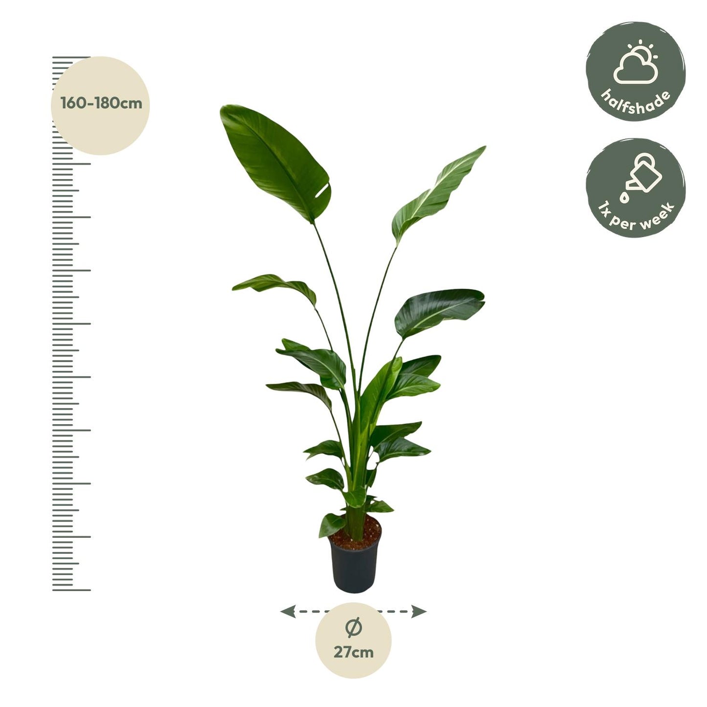 Strelitzia Nicolai | ↕170 cm - Ø24cm