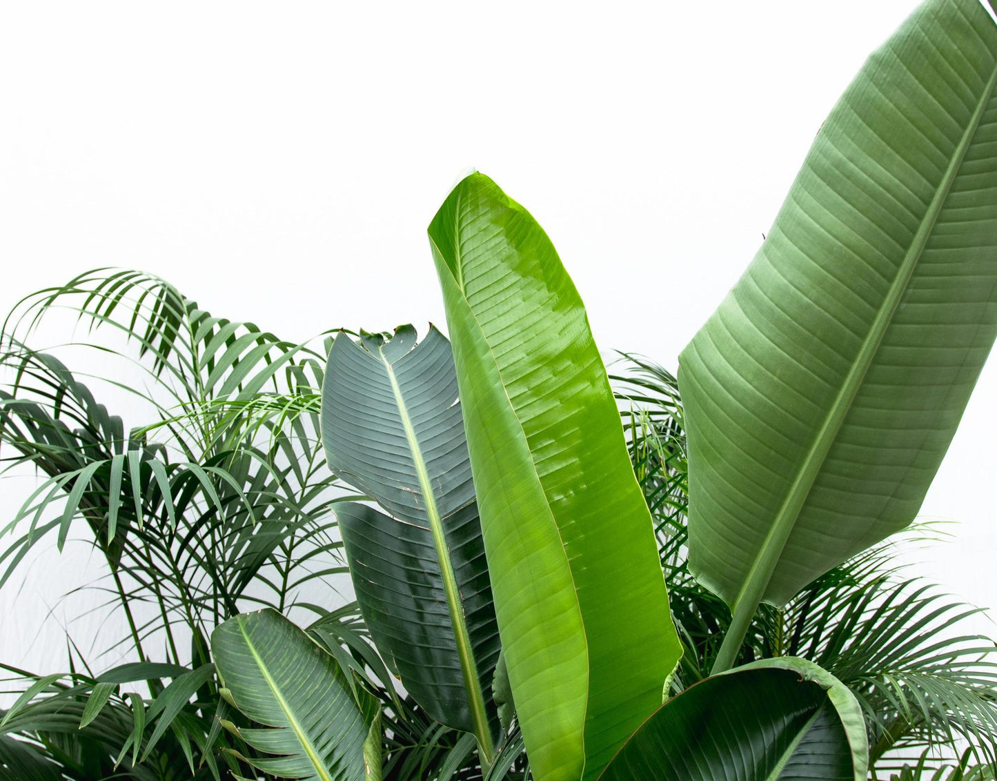Kentia 200 cm + Strelitzia Nicolai 225 cm + Areca 200 cm