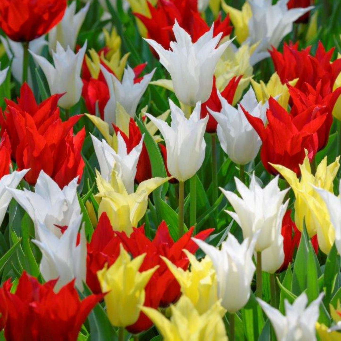 20x Tulpenbollen Tres Chic Mix – Rood, Geel & Witte Tulpen