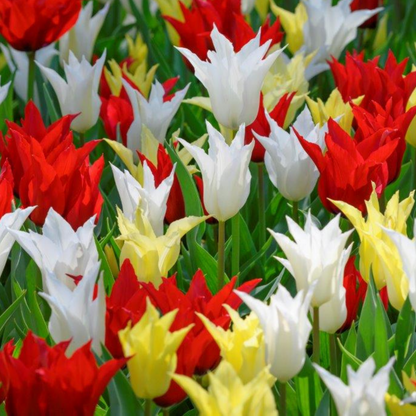 20x Tulpenbollen Tres Chic Mix – Rood, Geel & Witte Tulpen