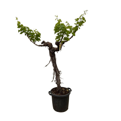 Druivenboom (Vitis Vinifera) stam vertakt | ↕220cm - Ø55cm