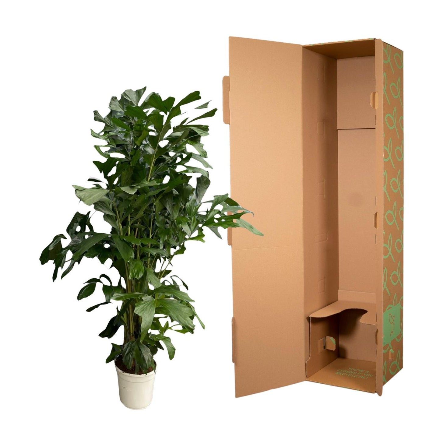 Caryota Mitis | ↕180 cm - Ø27cm