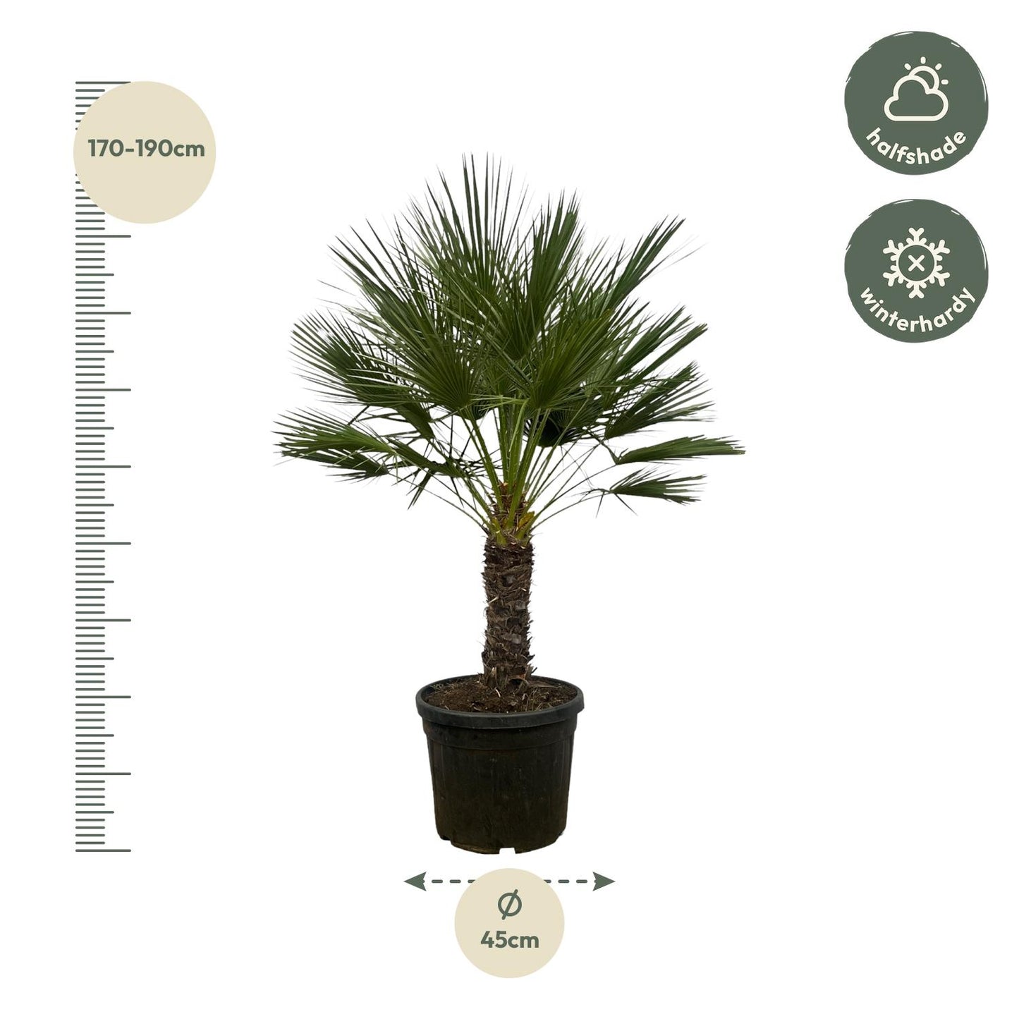 Chamaerops Humilis op stam | ↕150 cm - Ø45cm