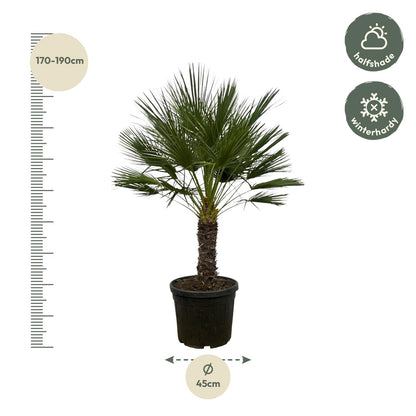 Chamaerops Humilis op stam | ↕150 cm - Ø45cm