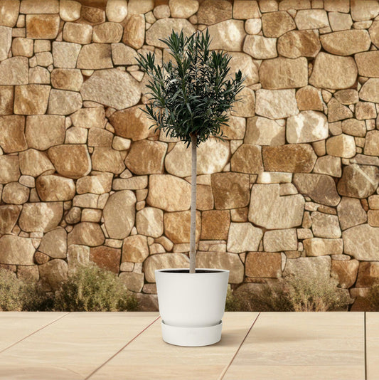Nerium Oleander op stam met witte bloem - 170cm hoog - 40cm doorsnede