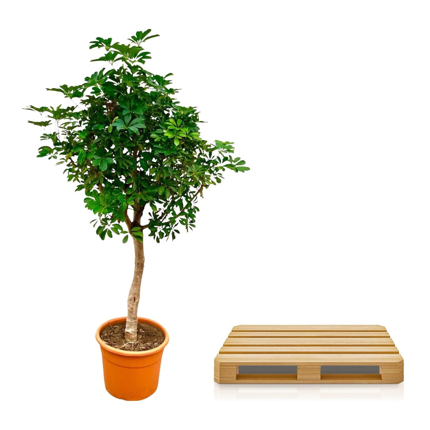 Schefflera op stam - 210cm hoog - 45cm doorsnede