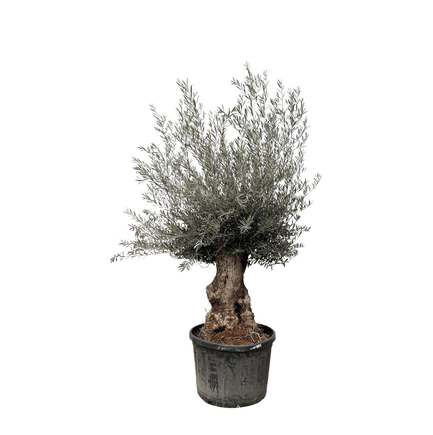 Olea Europaea Bonsai | ↕270cm - Ø80cm