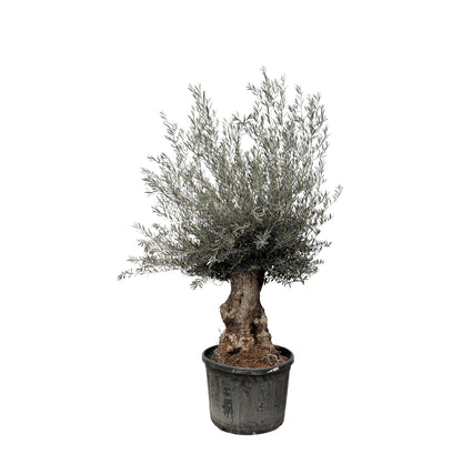Olea Europaea Bonsai | ↕270cm - Ø80cm