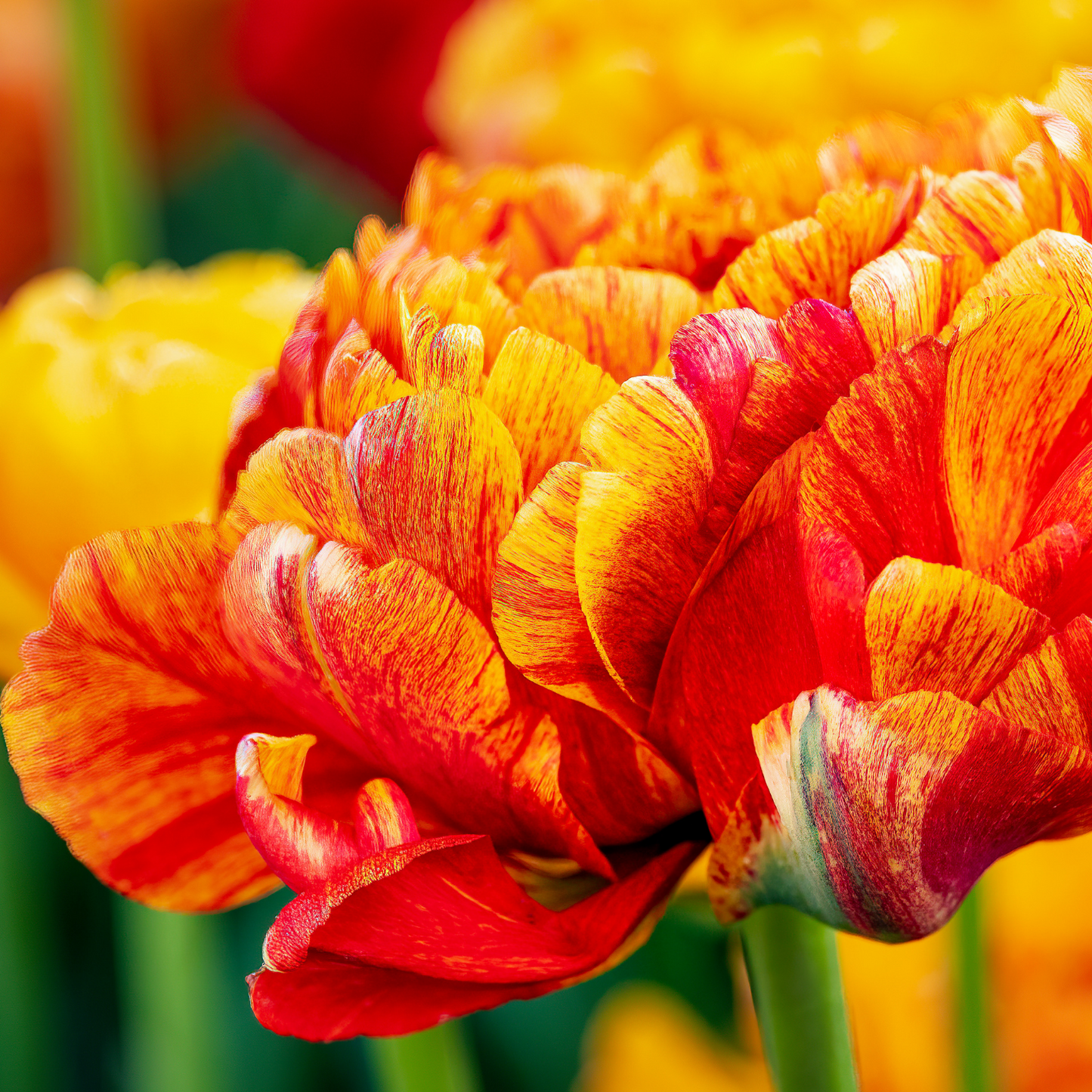 20x Tulpenbollen Gudoshnik Double – Geel, Oranje & Rode Dubbelbloemige Tulp
