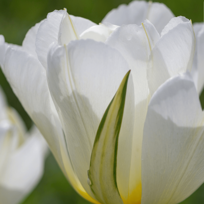 20x Tulpenbollen White Valley – Witte Tulp