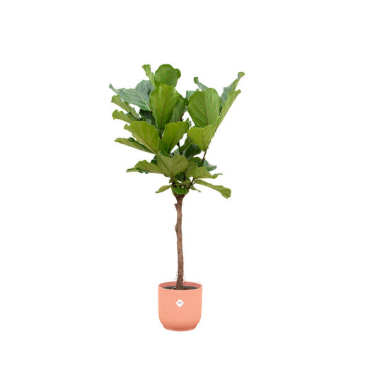 Ficus Lyrata stam + Elho Vibes Fold Round roze | ↕150 cm - Ø30