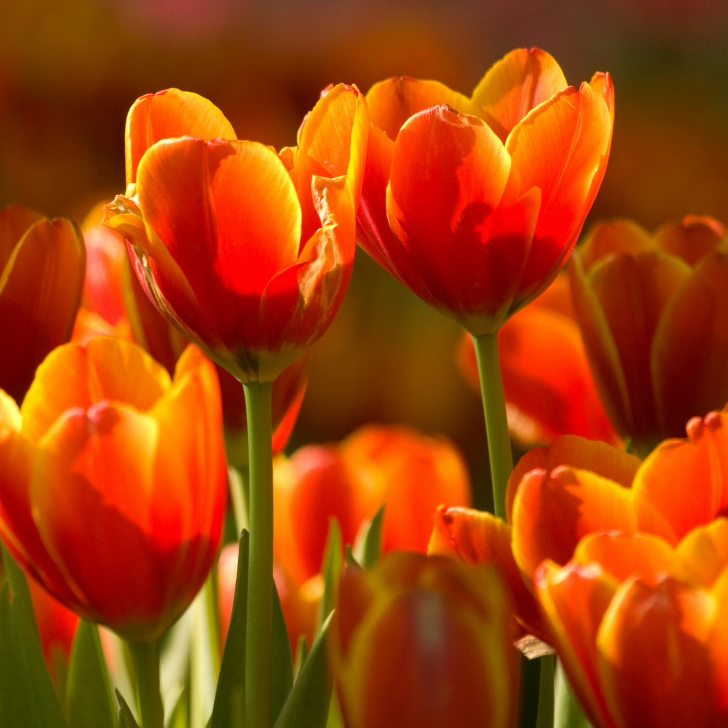 20x Tulpenbollen Dafeng – Oranje Tulp
