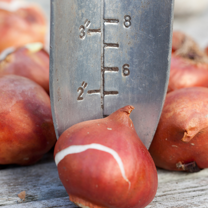 20x Tulpenbollen Spring Break – Rood-Oranje Tulp