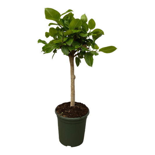 Ficus Altissimo variegata | ↕100 cm - Ø24cm