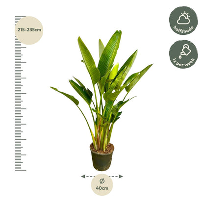 Strelitzia Augusta multi stam XXL | ↕225 cm - Ø40cm