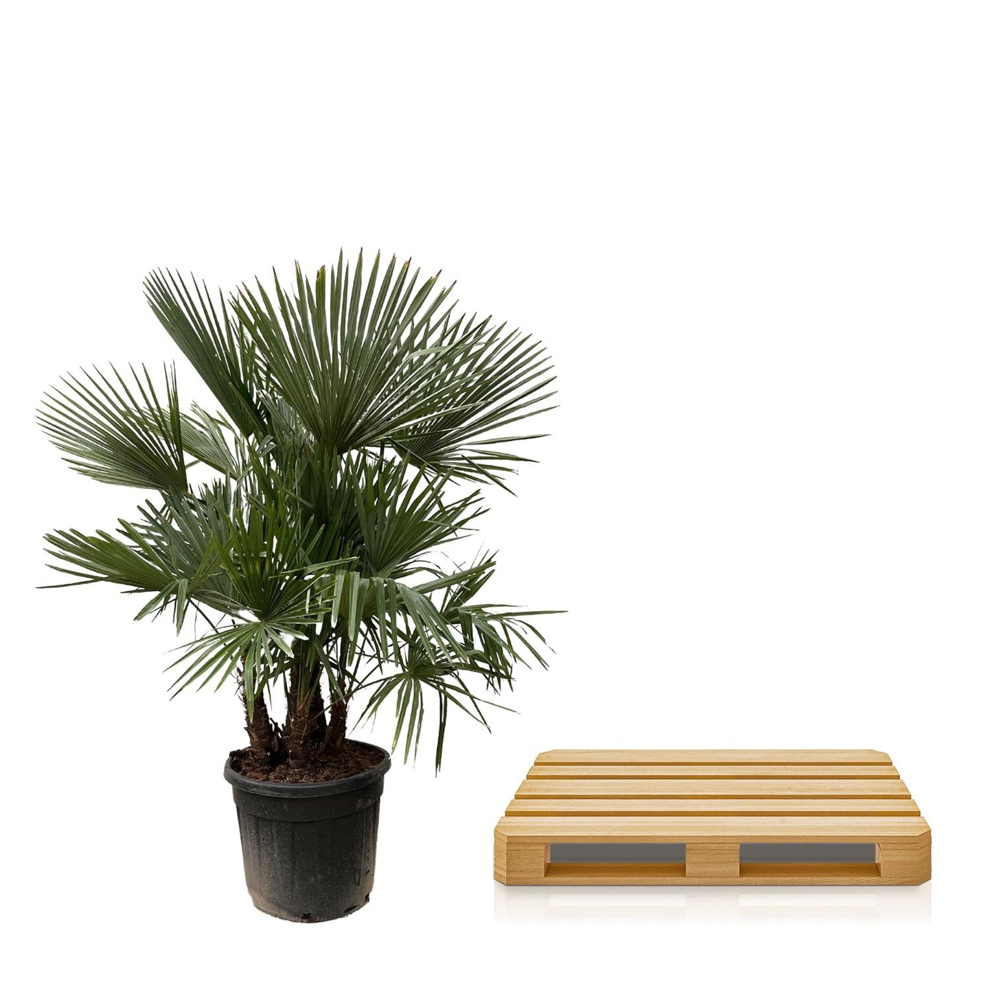 Trachycarpus multi stam | ↕230cm - Ø50cm
