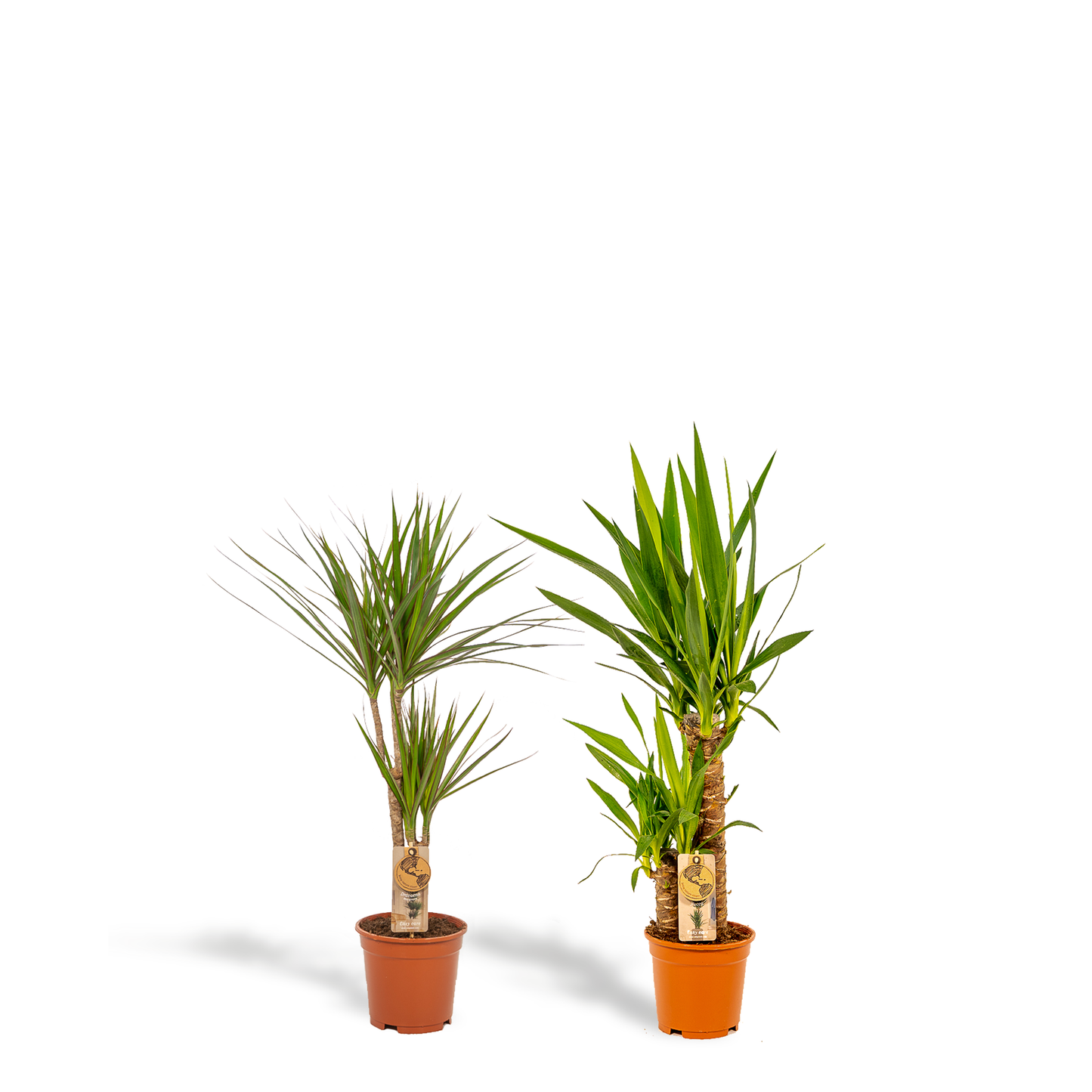 Dracaena 70cm hoog - 17cm doorsnede + Yucca 90cm hoog - 17cm doorsnede