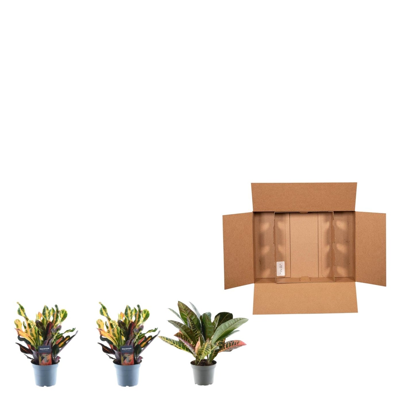 3x Croton Codiaeum mix | ↕30 cm - Ø12cm
