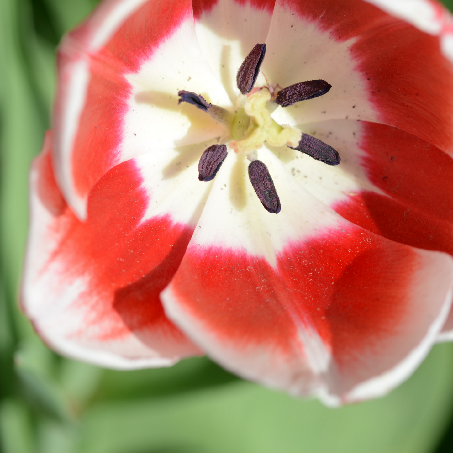 20x Tulpenbollen Candy Apple Delight – Rood-Witte Tulp