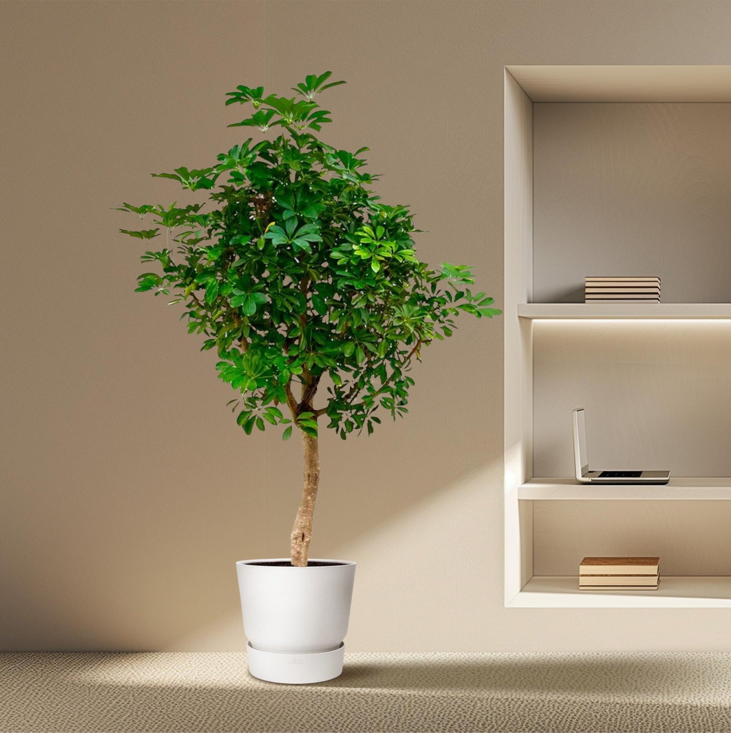 Schefflera op stam - 210cm hoog - 45cm doorsnede