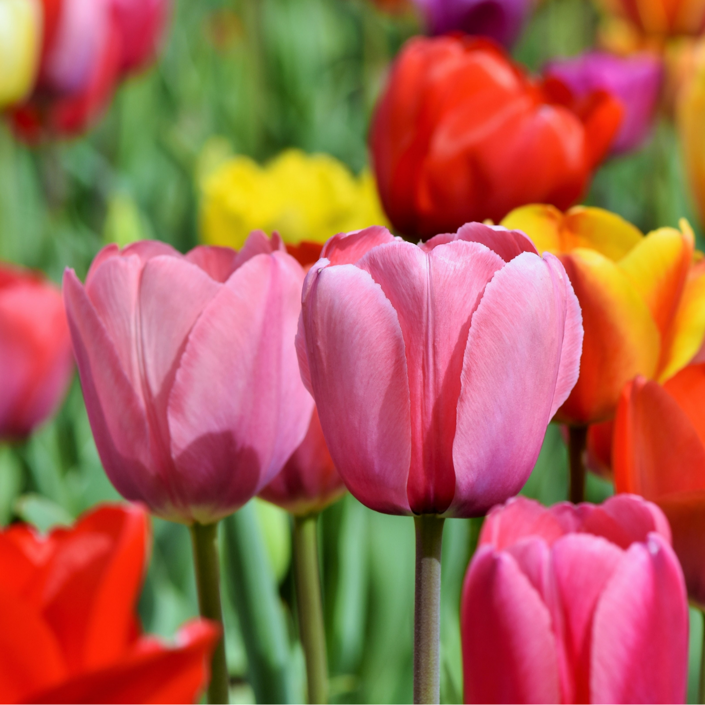 20x Tulpenbollen Mix – Kleurrijke Tulpenmix