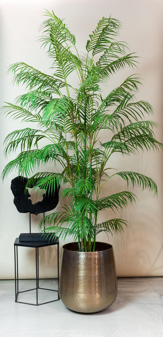 Chamaedorea Elegans - Bergpalm | ↕180 cm - Kunstplant
