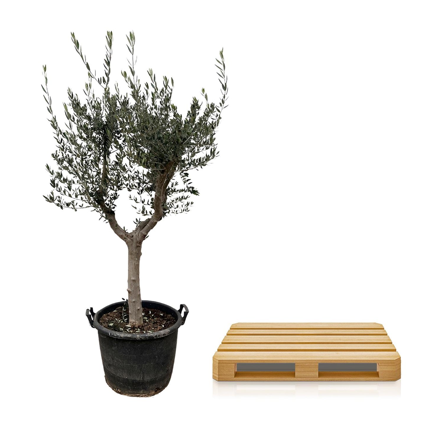 Olea Europaea Cultivo | ↕230cm - Ø45cm