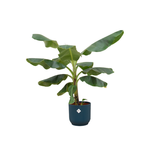 Bananenplant (Musa) + Elho Vibes Fold Round blauw | Ø22 - ↕100 cm