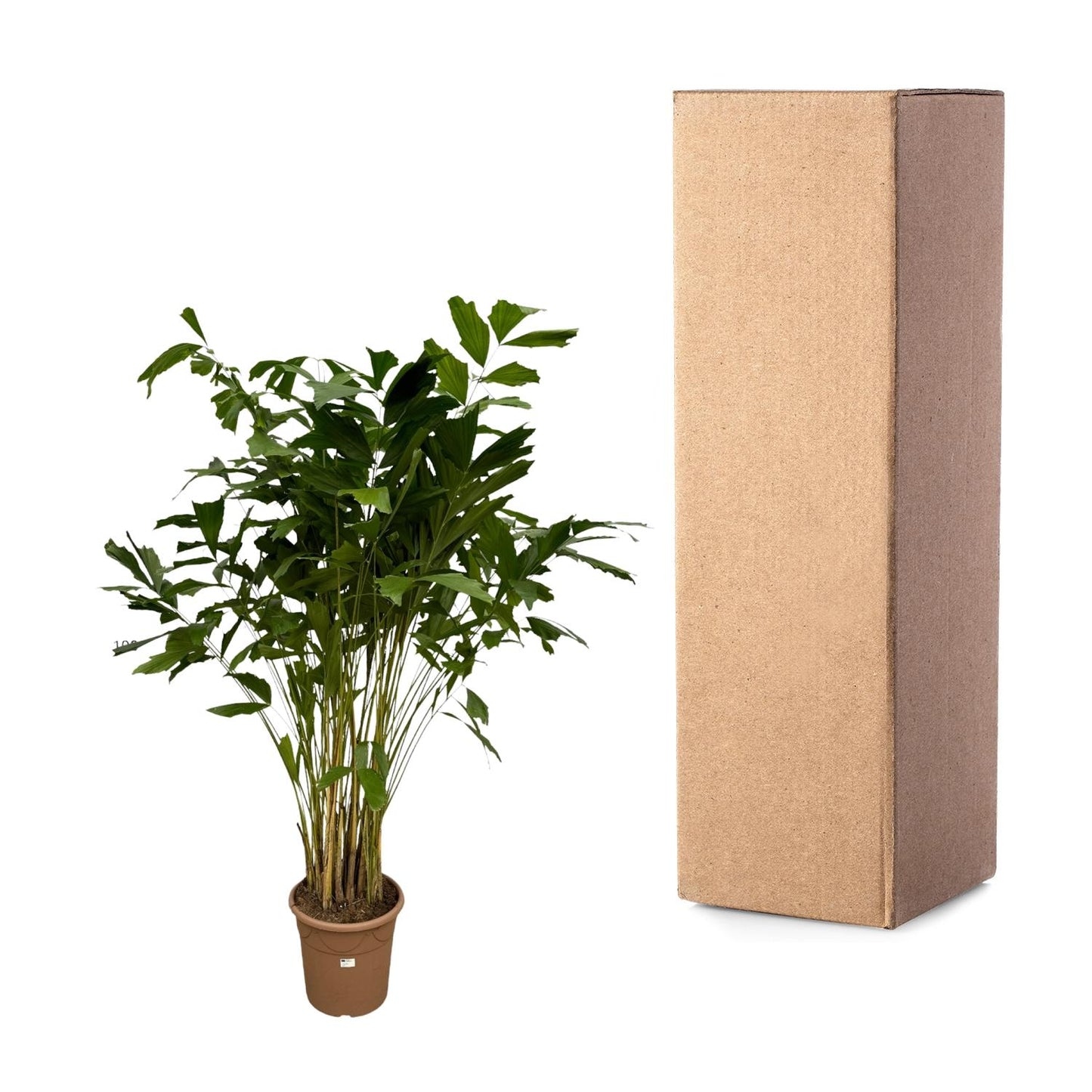 Caryota Mitis | ↕250 cm - Ø32cm