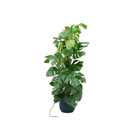 Combi deal - Monstera Pertusum XL + Elho Vibes Fold Round blauw | Ø30 cm - ↕150 cm