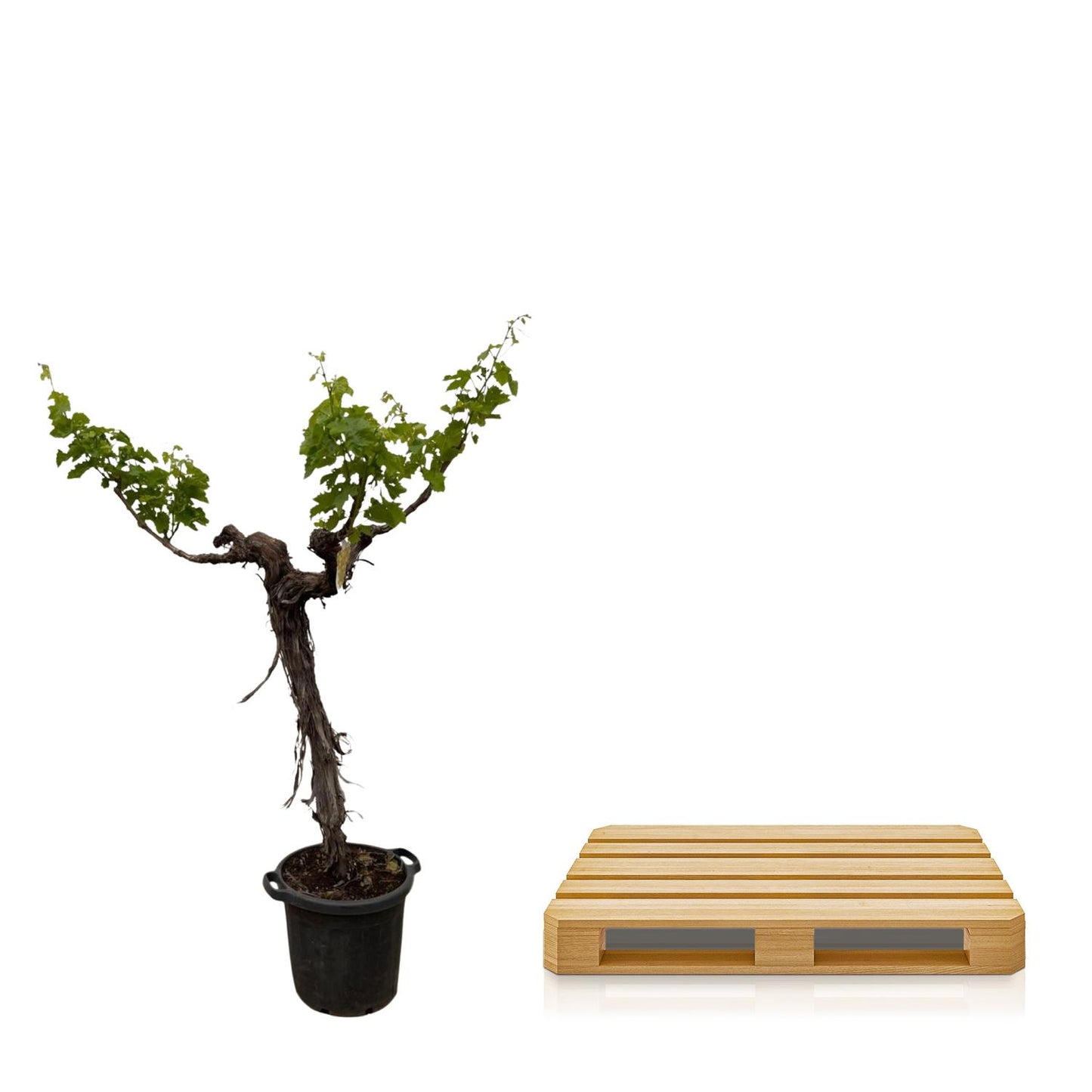Druivenboom (Vitis Vinifera) stam vertakt | ↕220cm - Ø55cm
