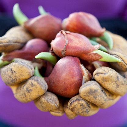 20x Tulpenbollen Strong Gold – Gele Tulp