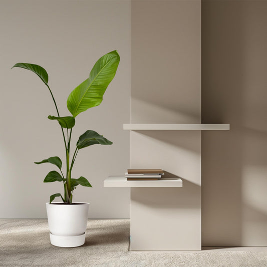 2x Strelitzia Nicolai | ↕100 cm - Ø17cm