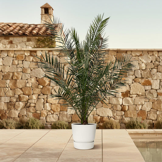 Phoenix Canariensis | ↕170 cm - Ø30cm