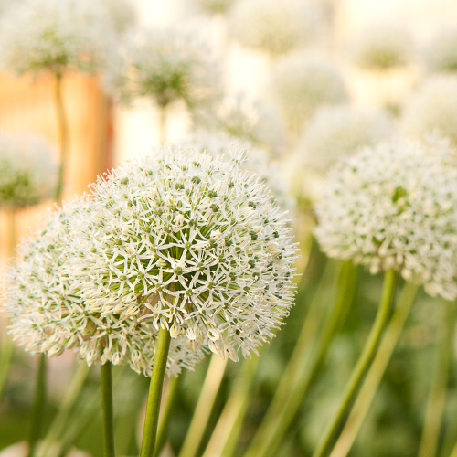 5x White Giant - Allium bollen