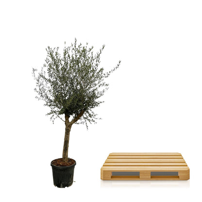 Olea Lorc | ↕200 cm - Ø45cm