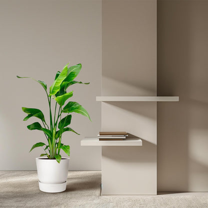 Strelitzia Nicolai - 80-100 cm hoog - 17cm doorsnede