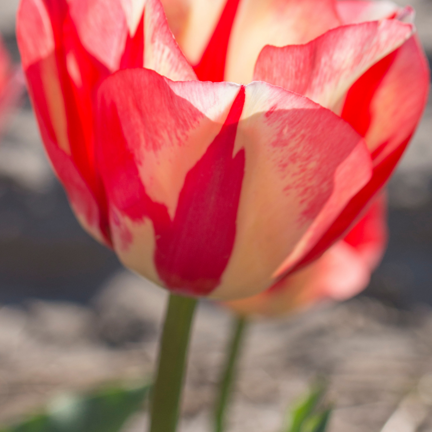 20x Tulpenbollen Spring Break – Rood-Oranje Tulp