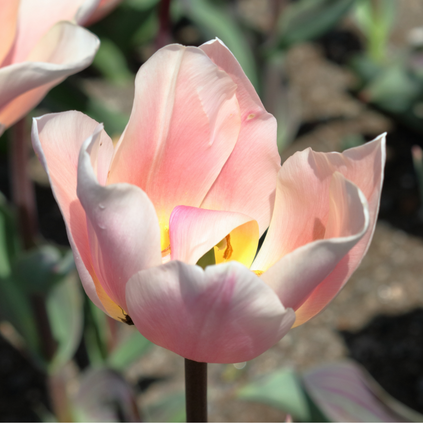 20x Tulpenbollen Apricot Delight – Roze Apricot Tulp